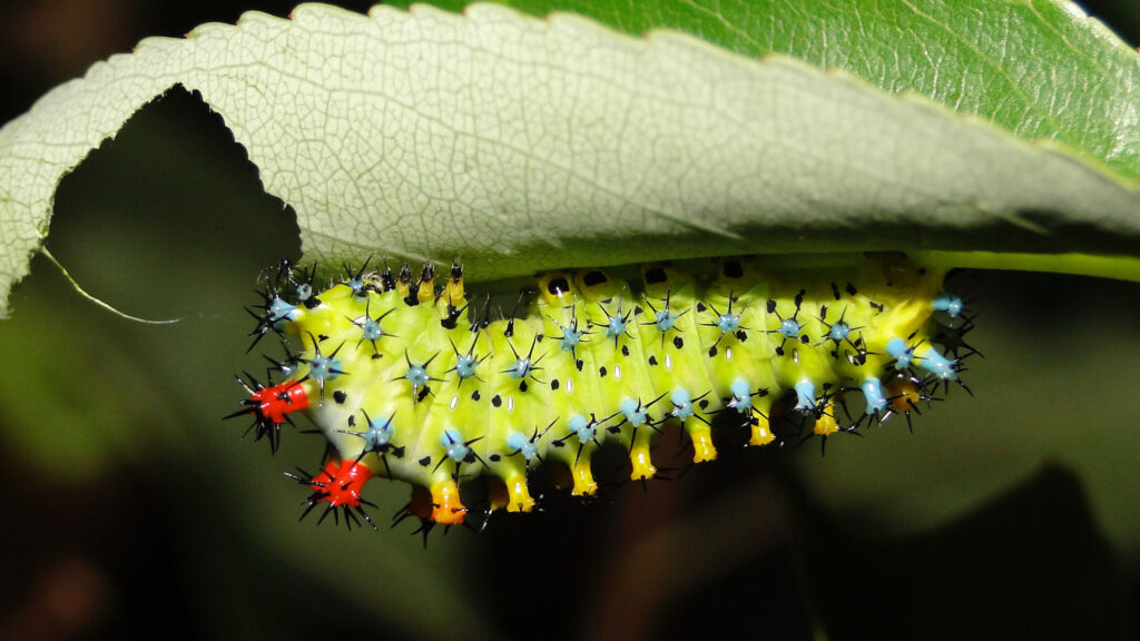 A cecropia caterpillar is attached to the underside of a partially eaten leaf.