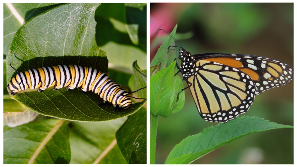 A monarch caterpillar and monarch butterfly displayed side-by-side.