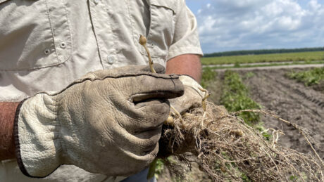 A gloved hand holds a freshly harvested potato in the field while holding out the stem (or stolon), which is beginning to thicken into what will become a tuber or future potato.
