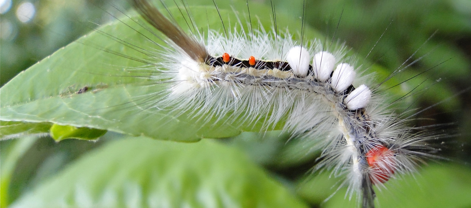 A white-marked tussock caterpillar feeding on a leaf while perched on a branch.