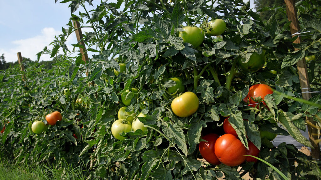 Tomatoes on vines in a field during a bright summer day.