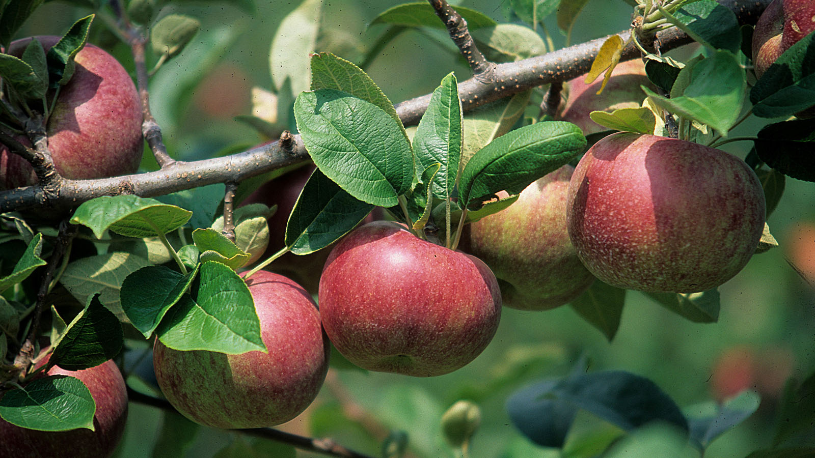 Apples grow on a tree.