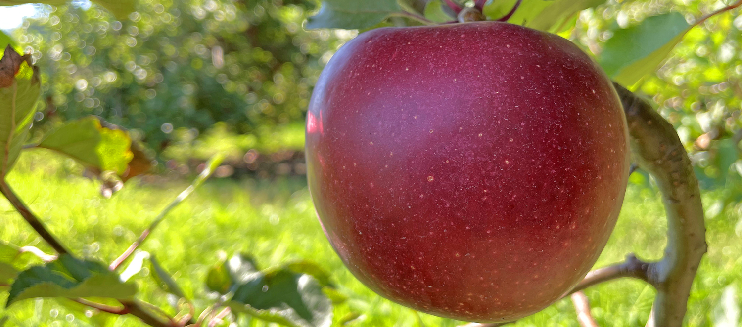 Discover how North Carolina helps supply America's favorite fruit: the apple.