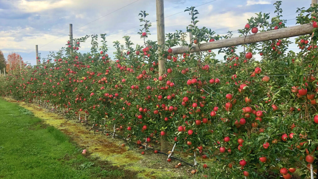 North Carolina farmers are using a trellis system to grow apple trees, which yield more apples in less space and require less time to begin producing fruit.