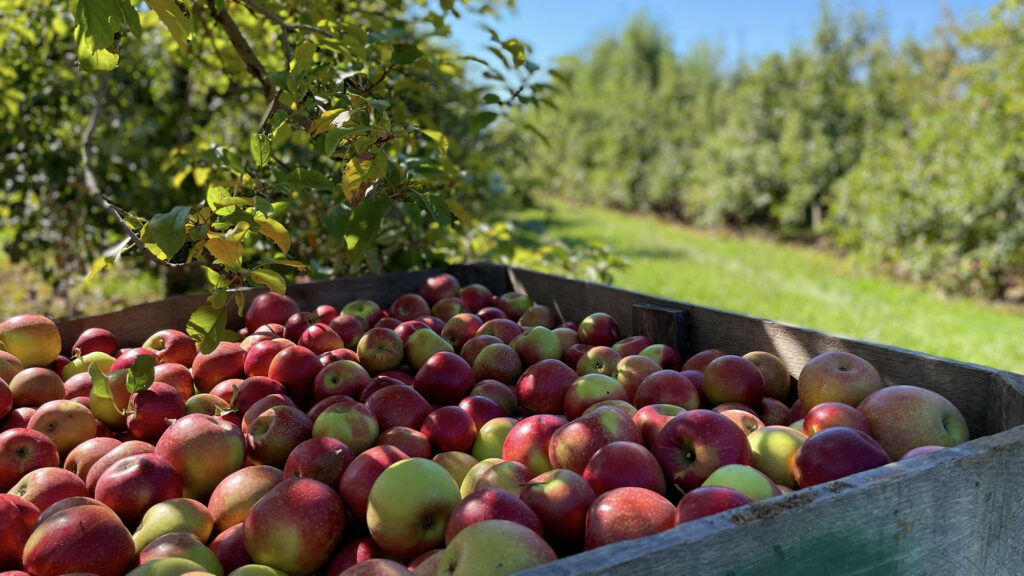 A large crate full of freshly picked apples sitting next to one of many apple trees at a North Carolina orchard.