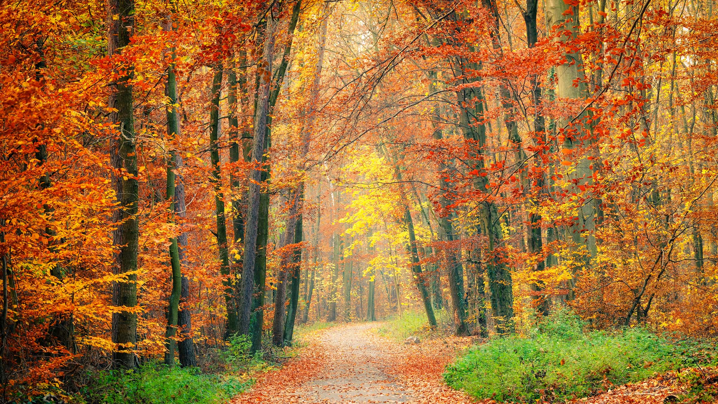 A forest trail surrounded by bright, colorful fall foliage as the tree leaves change colors during the autumn season.