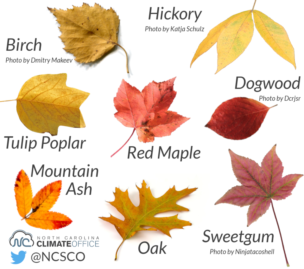 Leaves from birch, hickory, tulip poplar, dogwood, oak, mountain ash, sweetgum and red maple illustrate a range of different colors during the fall season in North Carolina.