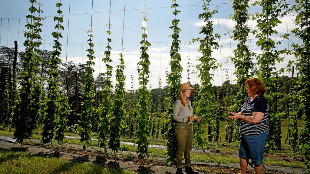 The Humulus lupulus, a perennial plant that can live 25 years or longer, grows like a vine, with female plants producing aromatic, cone-shaped flowers called hops.
