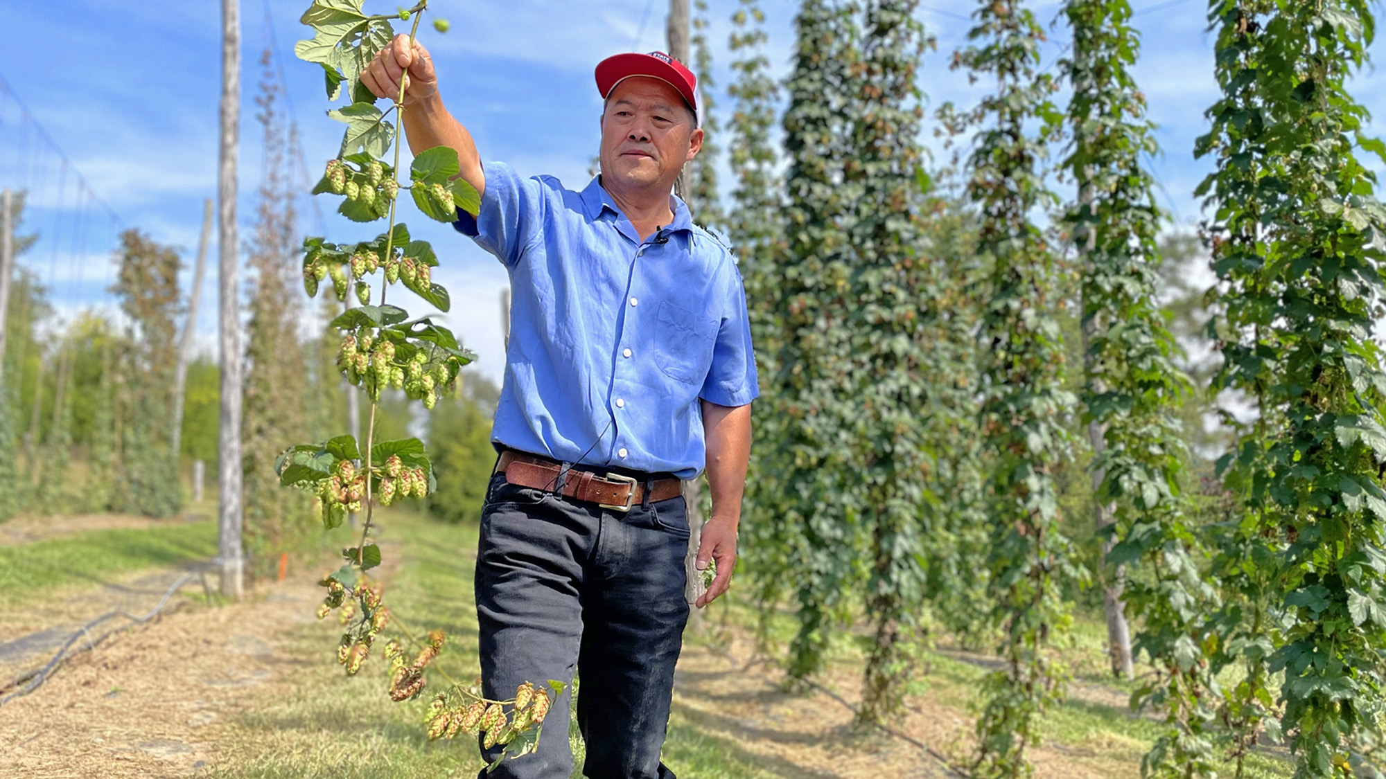 NC State Extension's Homegrown video series explores North Carolina hops.