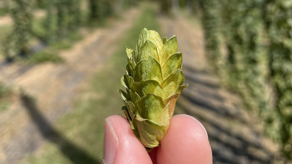 Hops, also called strobiles, look like little pine cones. They are the flowering part of the Humulus lupulus plant.