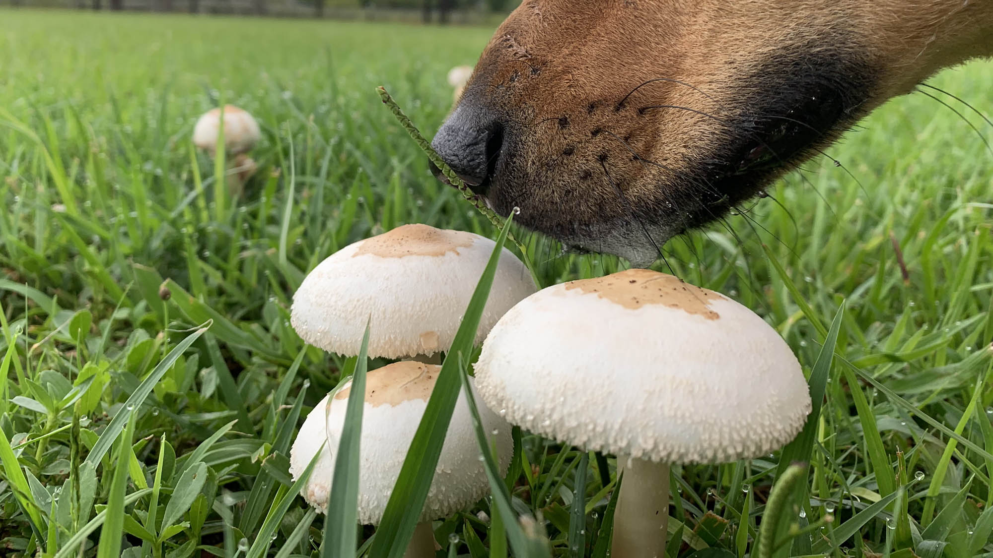A dog sniffing mushrooms that have grown in a backyard.