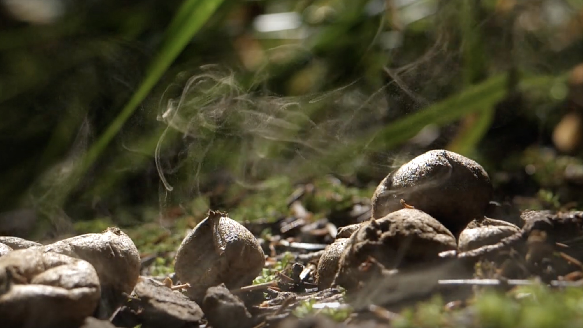 Mushrooms covering the forest ground are releasing clouds of tiny spores into the air as part of their propagation process.