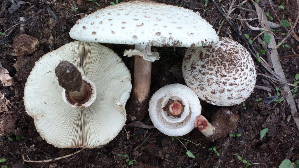 Chlorophyllum molybdites, also known as the false parasol or green gill, is a highly toxic mushroom found across North Carolina, though more commonly in the Piedmont and Coastal Plain regions. Chlorophyllum molybdites is the most commonly eaten poisonous mushroom in America.