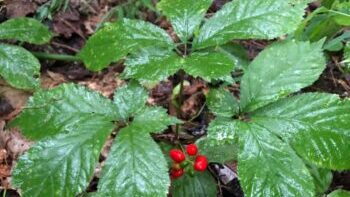 Ginseng, also called manroot, can be grown in a mature forest (or even a nice wooded backyard) in the foothills or mountains, with good soil and good drainage.