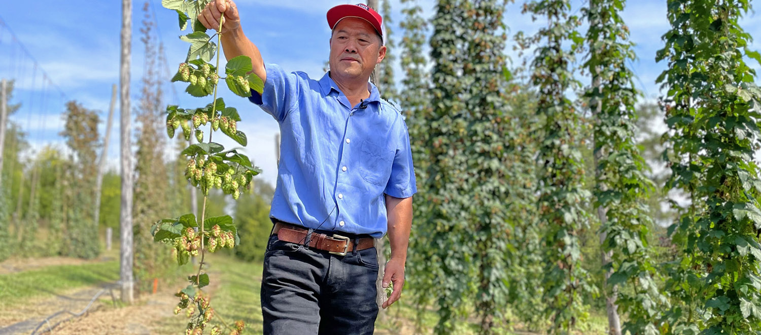 NC State Extension's Homegrown video series explores North Carolina hops.