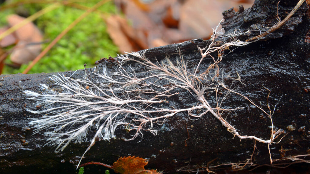 A mycelial strand, or cord, shown attached to part of a dead tree. Fungi form mycorrhizal networks underground, connecting many plants and trees via tiny root-like threads called mycelium, which transfer nutrients between the organisms.