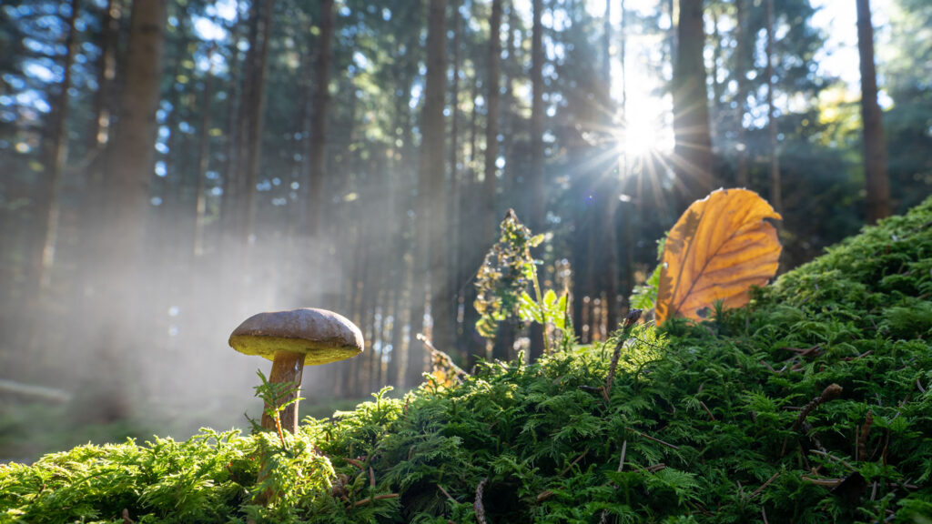 From cutting-edge medical applications to sophisticated subterranean networks that connect entire ecosystems, mushrooms perform fantastical feats that shape the world around us.