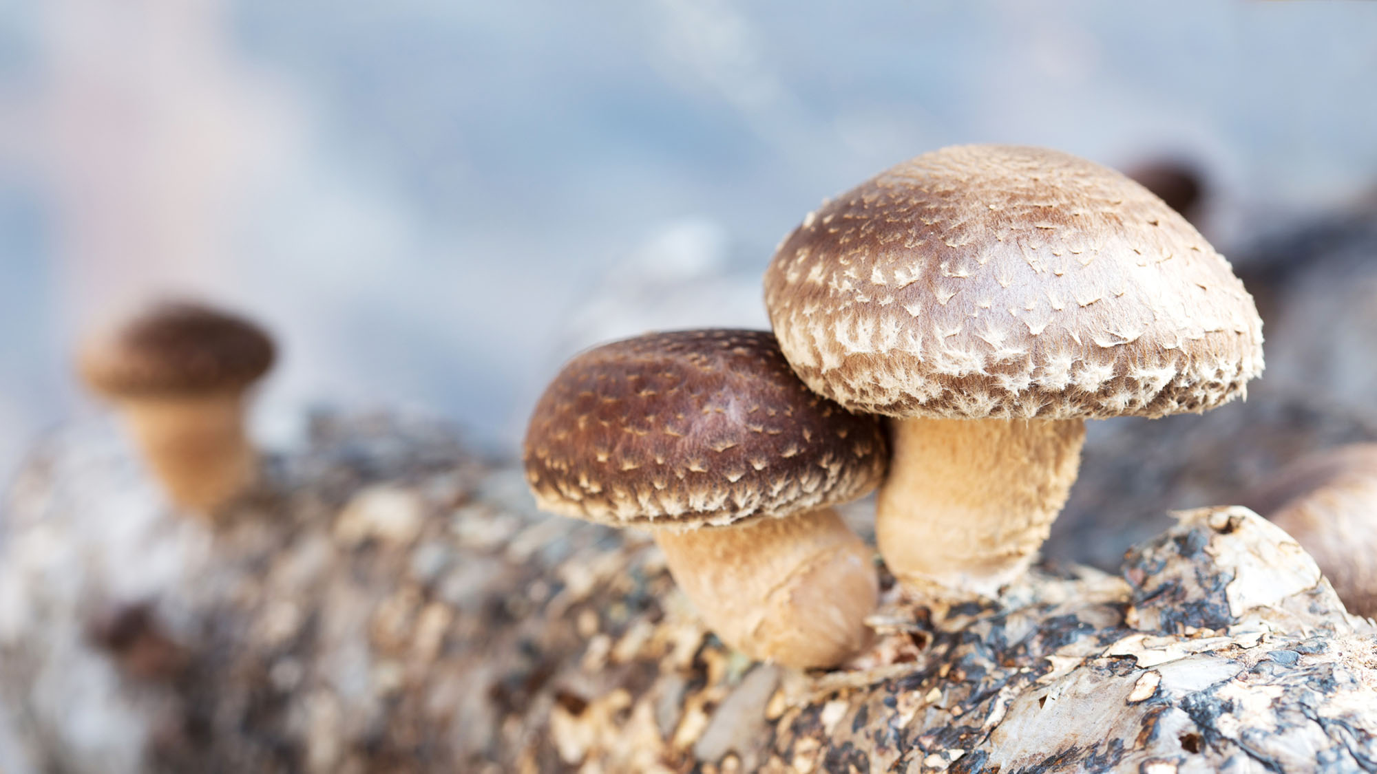 Shiitake mushrooms being cultivated the traditional organic way on a log.