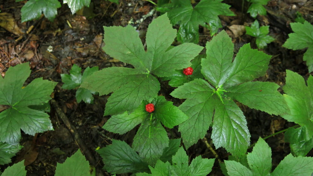 Goldenseal, also known as yellow root, ground raspberry, yellow puccon, wild circuma, eye balm, yellow paint, wild turmeric, and yellow eye, is among the top-selling herbs in the United States.