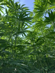 NC State Extension helps hemp growers and producers with their crop.
