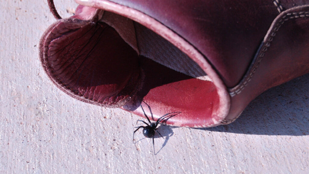 A black widow spider crawls into a hiking boot that's laying on its side.