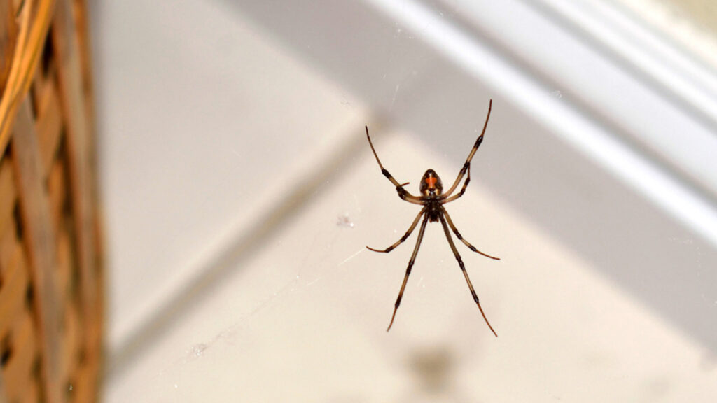 The orange hourglass mark on the underside of a brown widow spider is visible as the spider hangs on its web near a clothes basket inside a house.