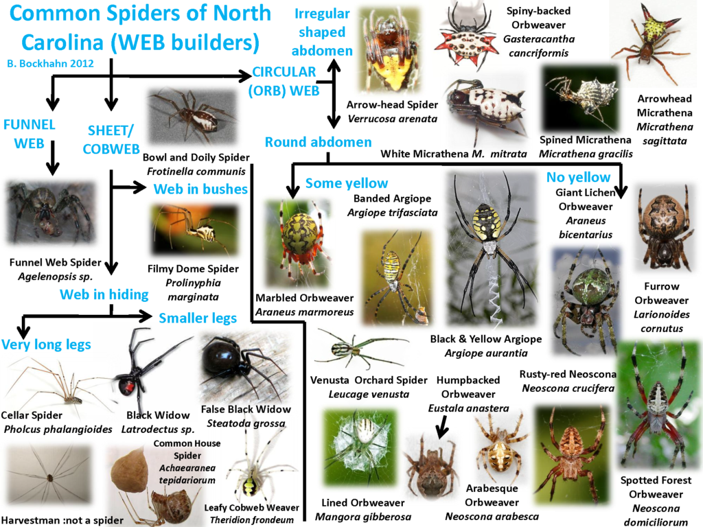 A photo chart illustrating common web- and non-web building spiders found in North Carolina.