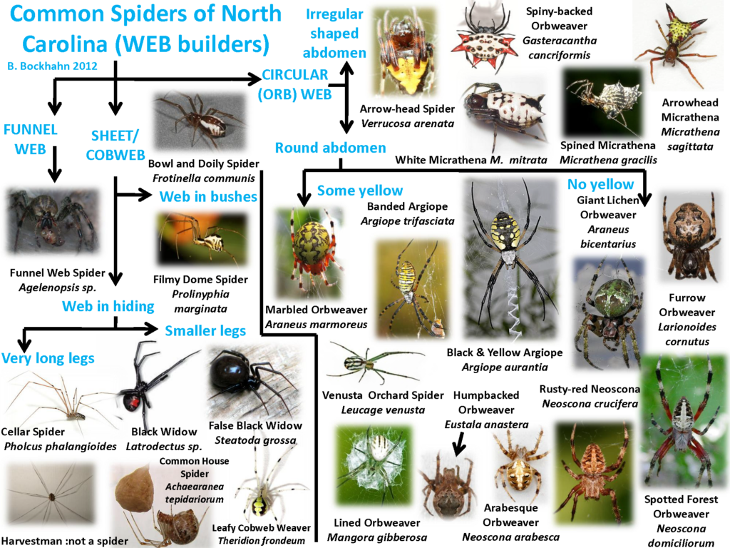 Types of Spiders, Spider Facts