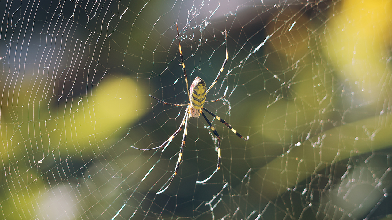 A joro spider waiting in the center of its web.