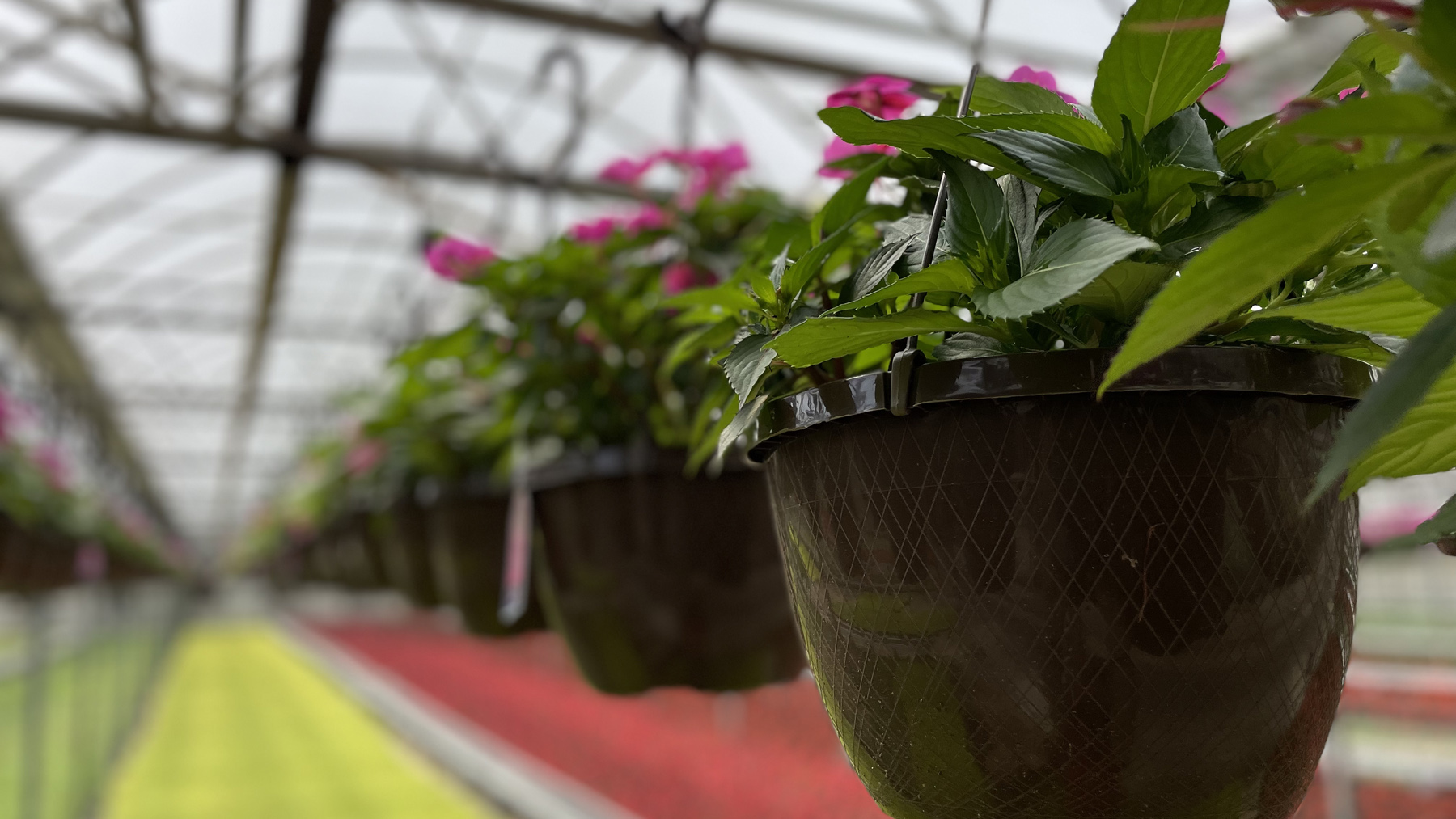 A row of flower pots hanging from the ceiling of a commercial greenhouse operated by Rockwell Farms, with hundreds of colorful flowers arranged in columns on the ground, all waiting to be transported and sold at local retailers across North Carolina.