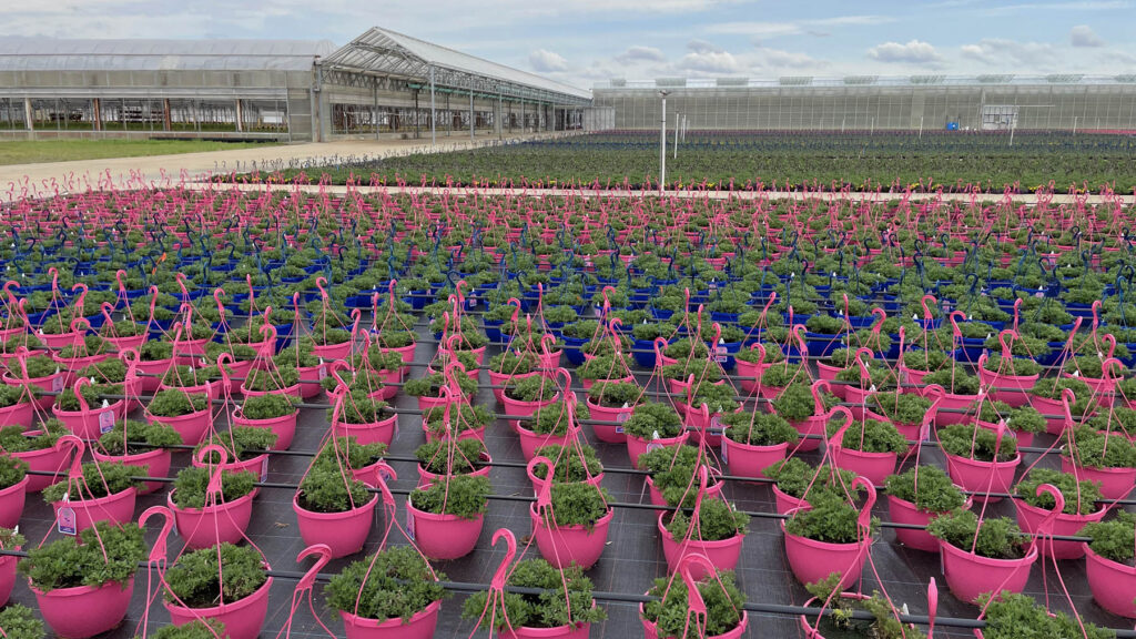 Rows of hanging baskets with flowers organized neatly on the ground outside of a nursery and greenhouse facility in Rockwell, North Carolina.