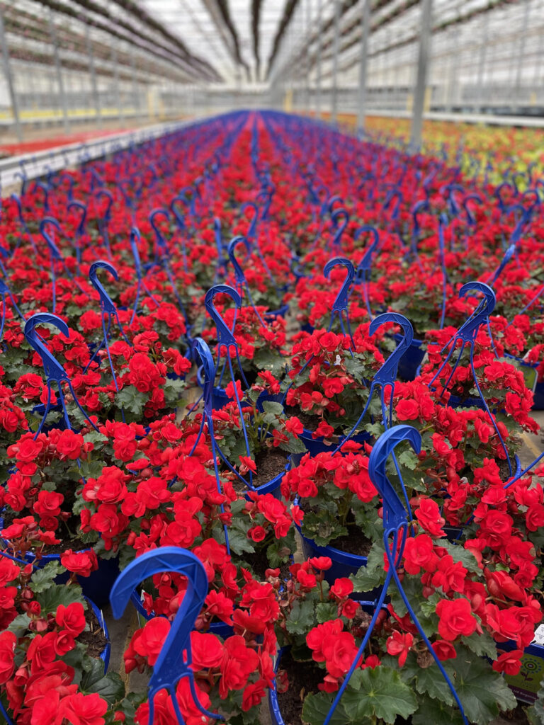 Neatly arranged rows comprising hundreds of baskets with bright red flowers in a greenhouse at Rockwell Farms in Rockwell, N.C., waiting to be shipped to stores across North Carolina and up the East Coast.