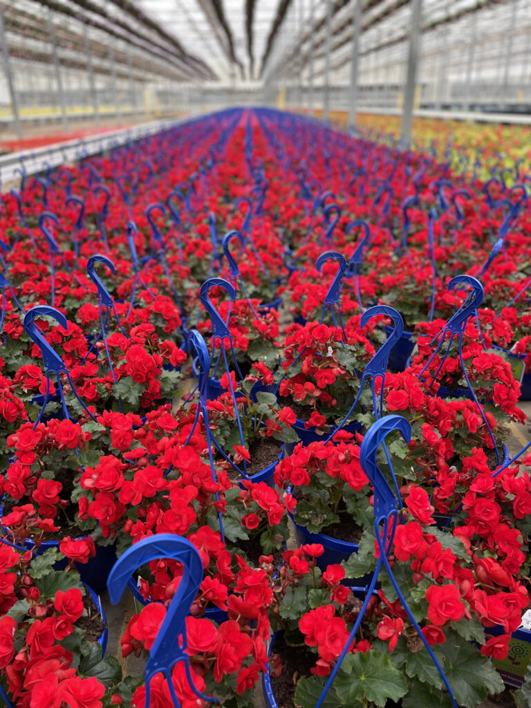 A Rose by Any Other Colour Would Have a Different Meaning! - Salisbury  Greenhouse - Blog