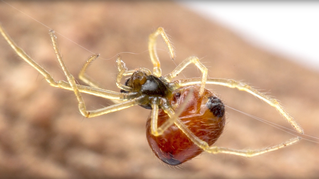 Close-up of the underside of a spider crawling on a thread of its web.