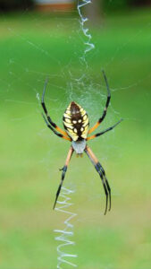 A female black and yellow garden spider, Argiope aurantia, is an orb-weaving spider that incorporates a unique zigzag pattern into its web.