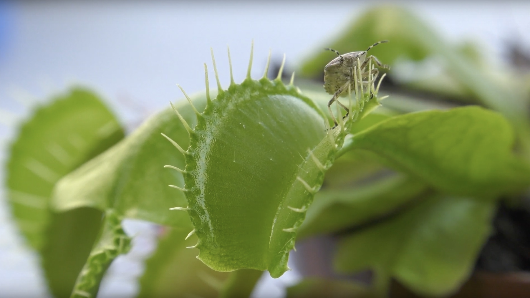 A Venus flytrap plant with an insect crawling across the opening.