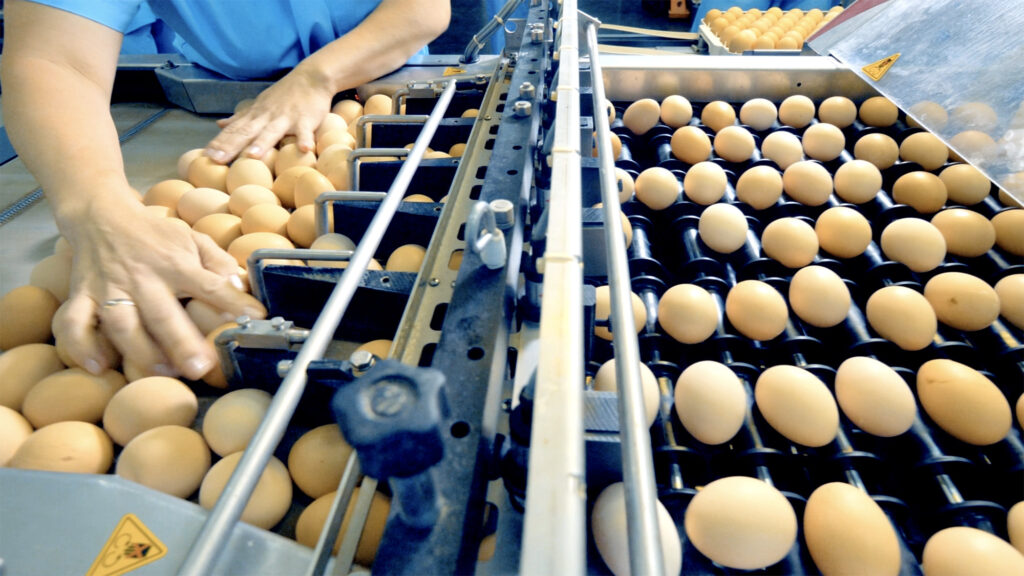 Discover North Carolina eggs and how NC State Extension helps to grow the poultry industry and ensure quality eggs for all.