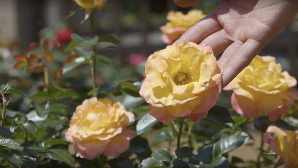 A hand holding a blooming rose still attached to the bush.