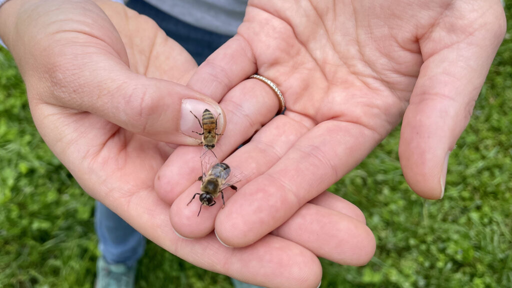 Beekeepers help ensure that honey bees are in good hands.