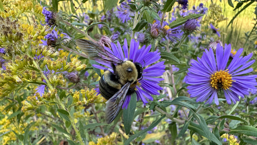 A bumble Bee gathers pollen from an aster flower in a pollinator garden.