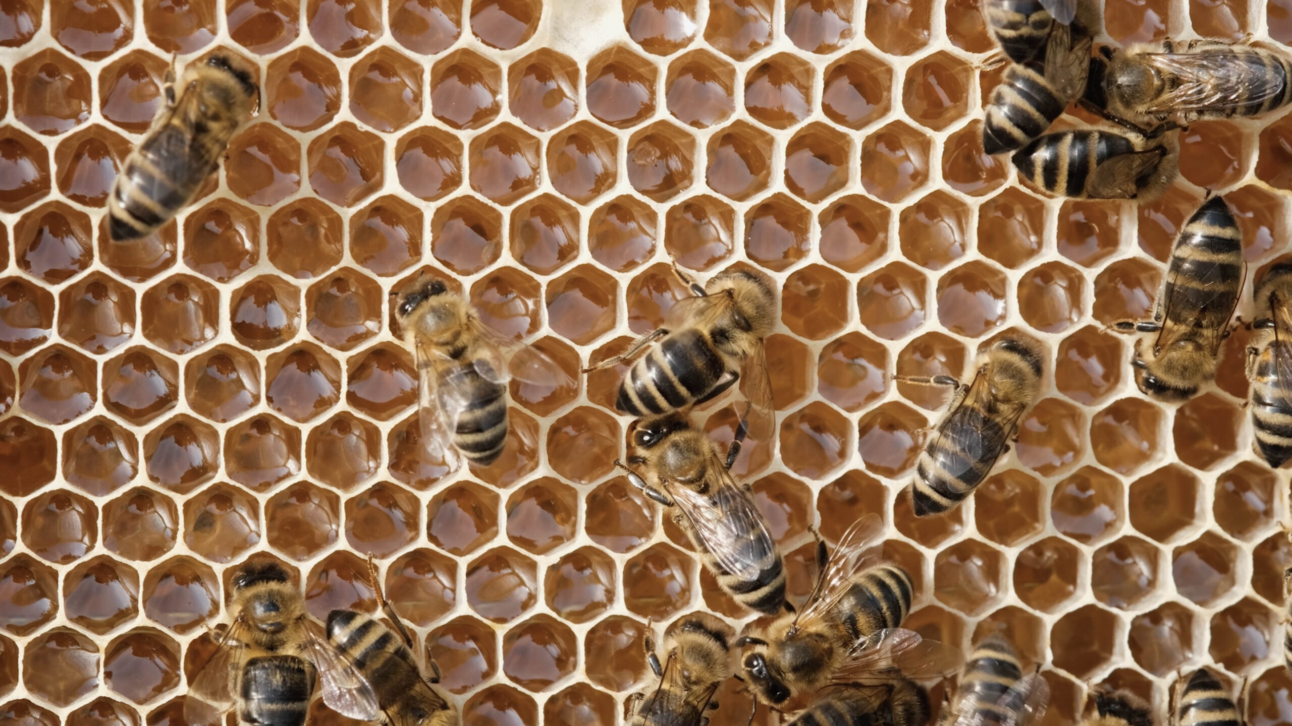 Honey bees building a comb for their hive.