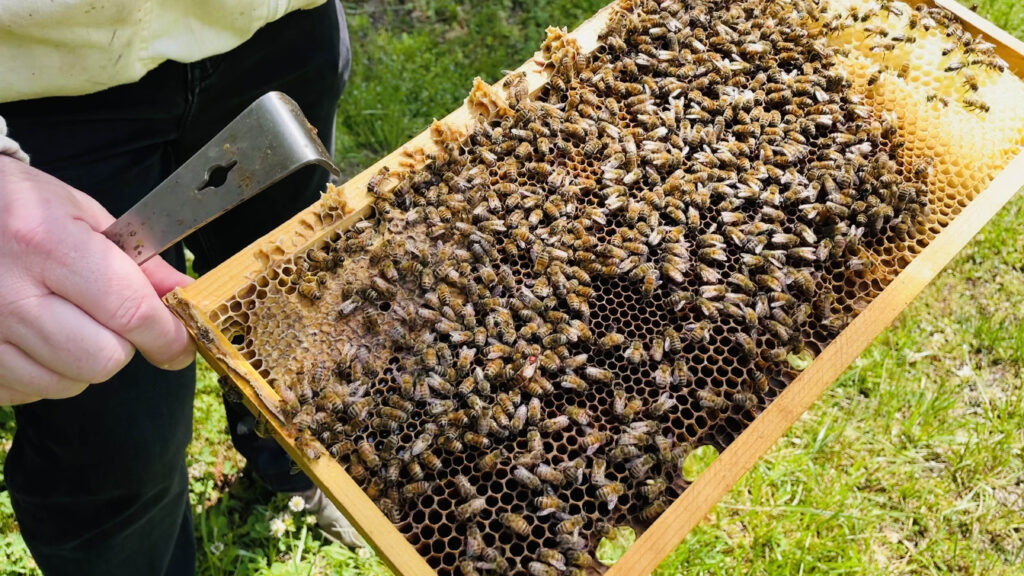 David Tarpy, NC State Extension apiculture specialist, displays a honey bee hive with many bees working on their honeycomb.