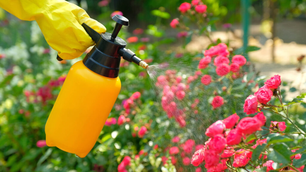 Pest control concept. Garden spray bottle with pesticides spraying on roses flowers.