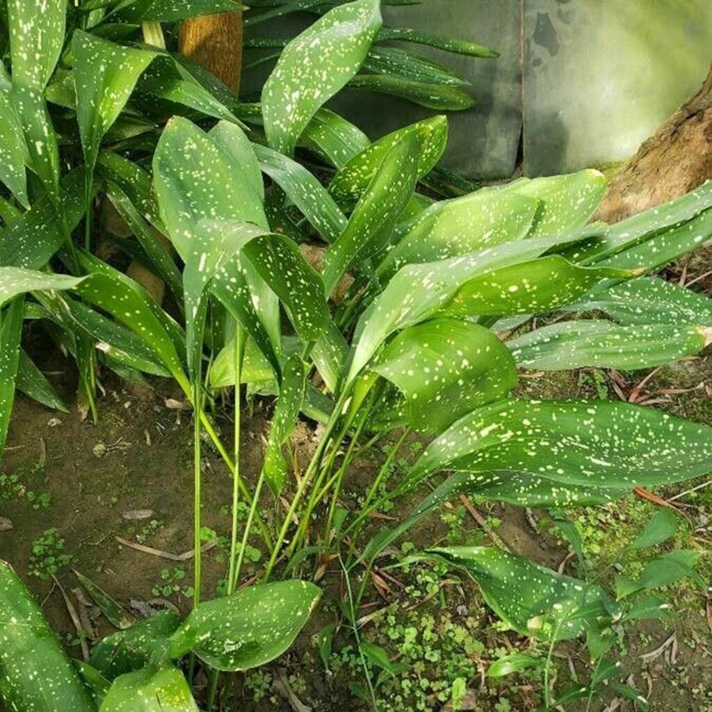 Aspidistra (Cast Iron Plant)