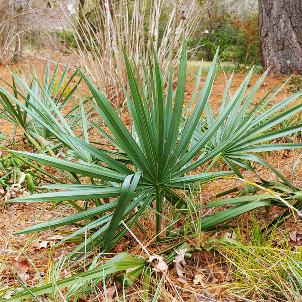 Dwarf Palmetto