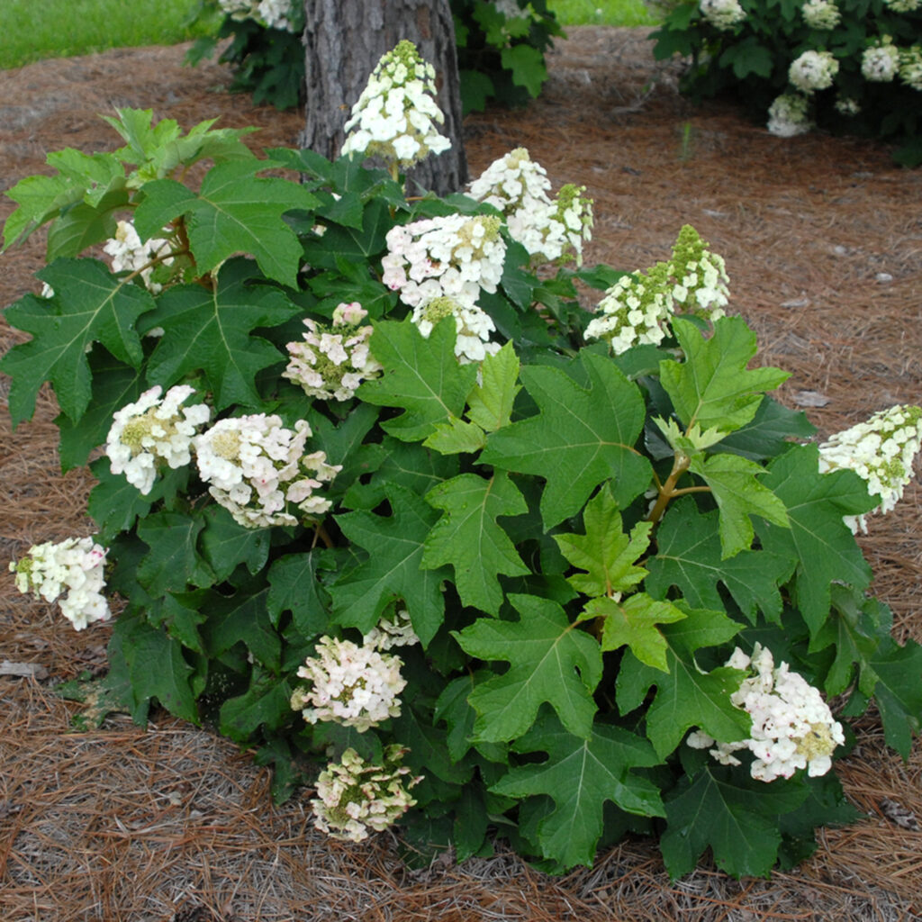 Oak Leaf Hydrangea