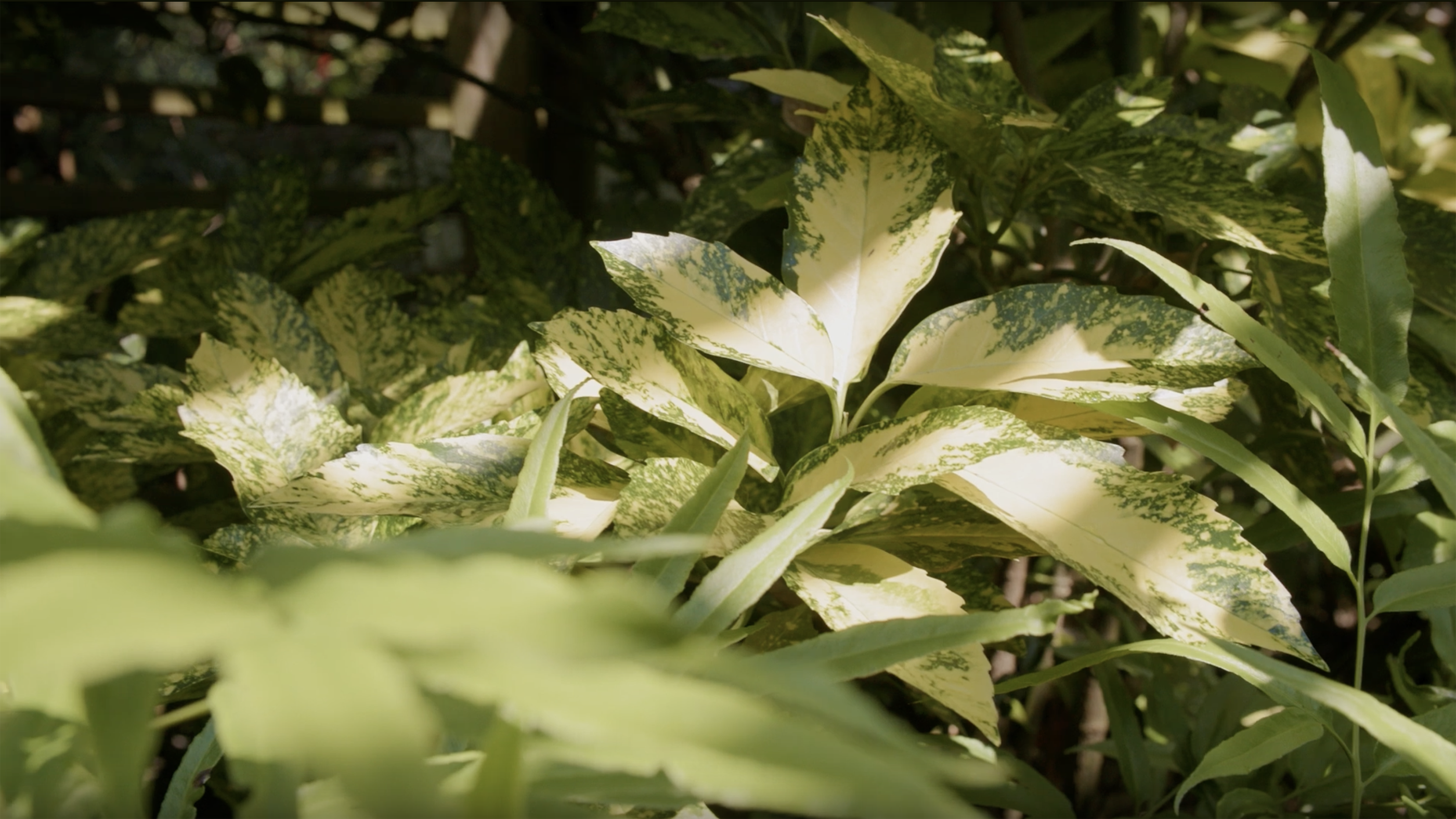 Discover plants that will thrive and add beauty to your shade garden!