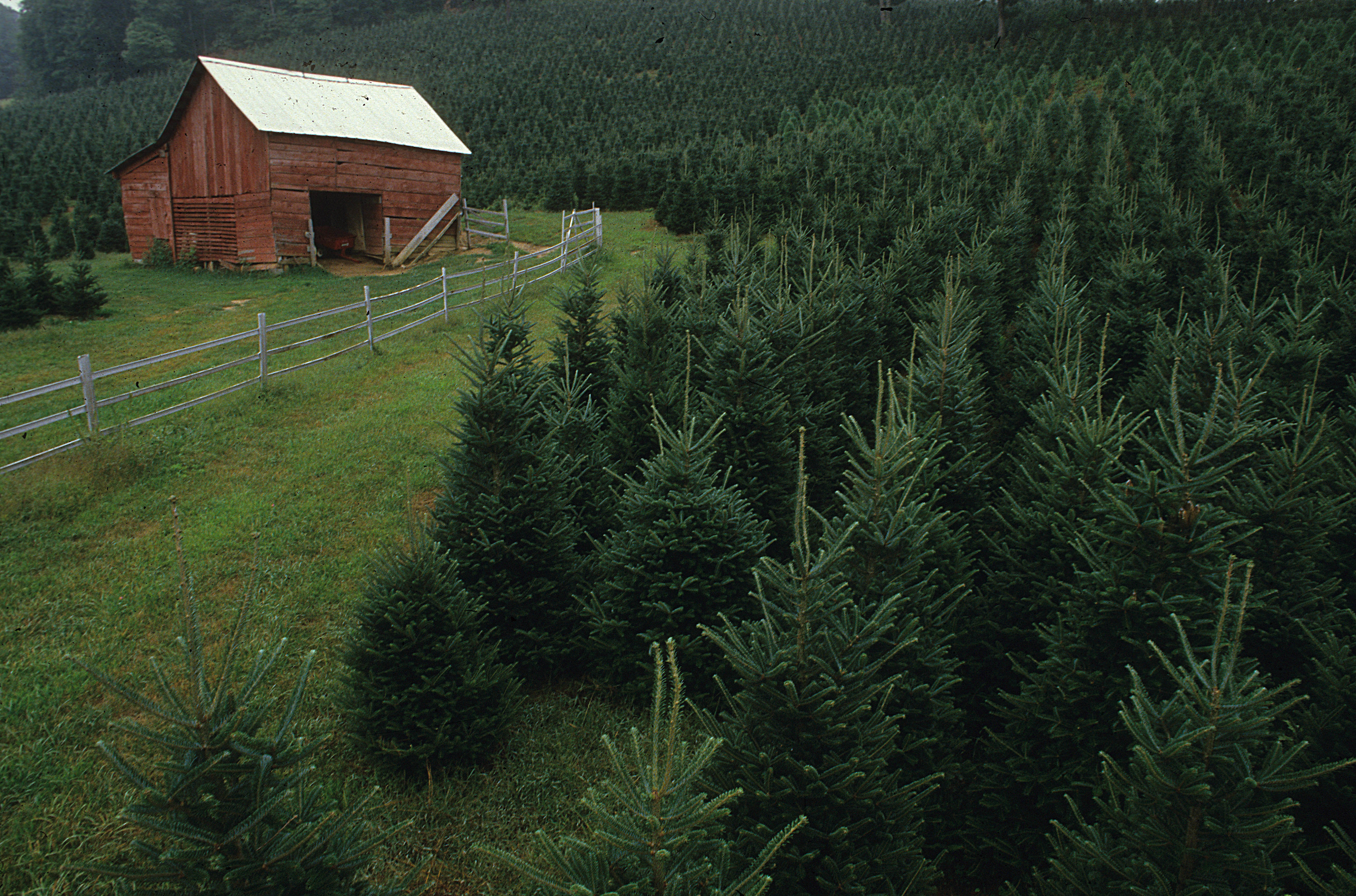 Christmas tree farm with trees and a red barn in North Carolina