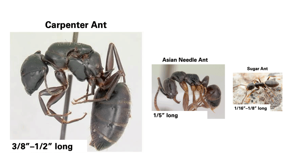 Graphic comparing the average sizes of carpenter ants, Asian needle ants and sugar ants.