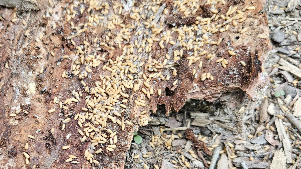 Asian needle ant larvae across the back of a large piece of tree bark.